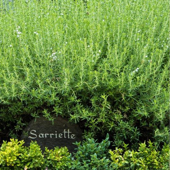 Sarriette - Image 7