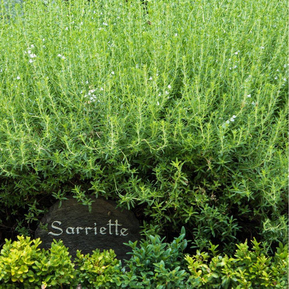 Sarriette - Image 7