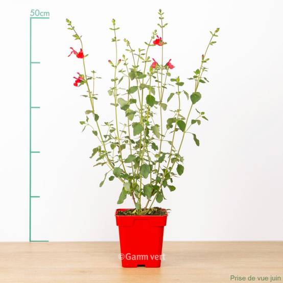 Sauge grahamii Hot Lips - Image 2