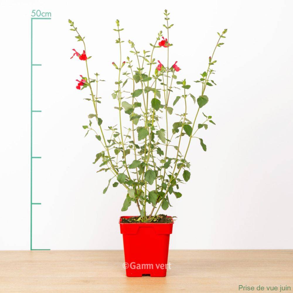 Sauge grahamii Hot Lips - Image 2