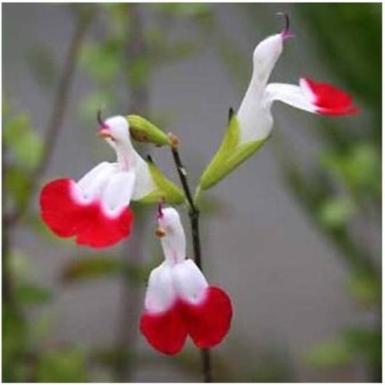 Sauge grahamii Hot Lips - Image 3