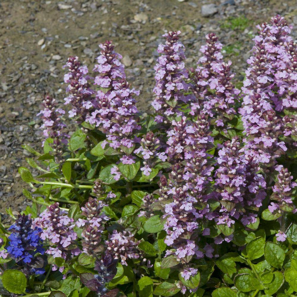Ajuga reptans purple torch lot de 3 - Image 1