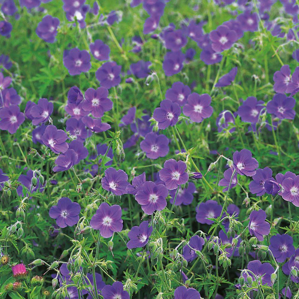 Géranium vivace Brookside® - Image 3