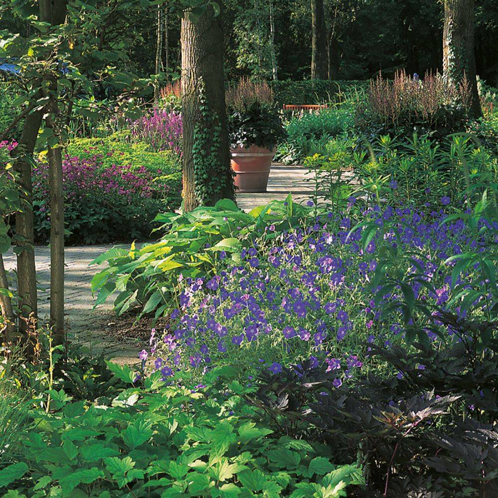Géranium vivace Brookside®