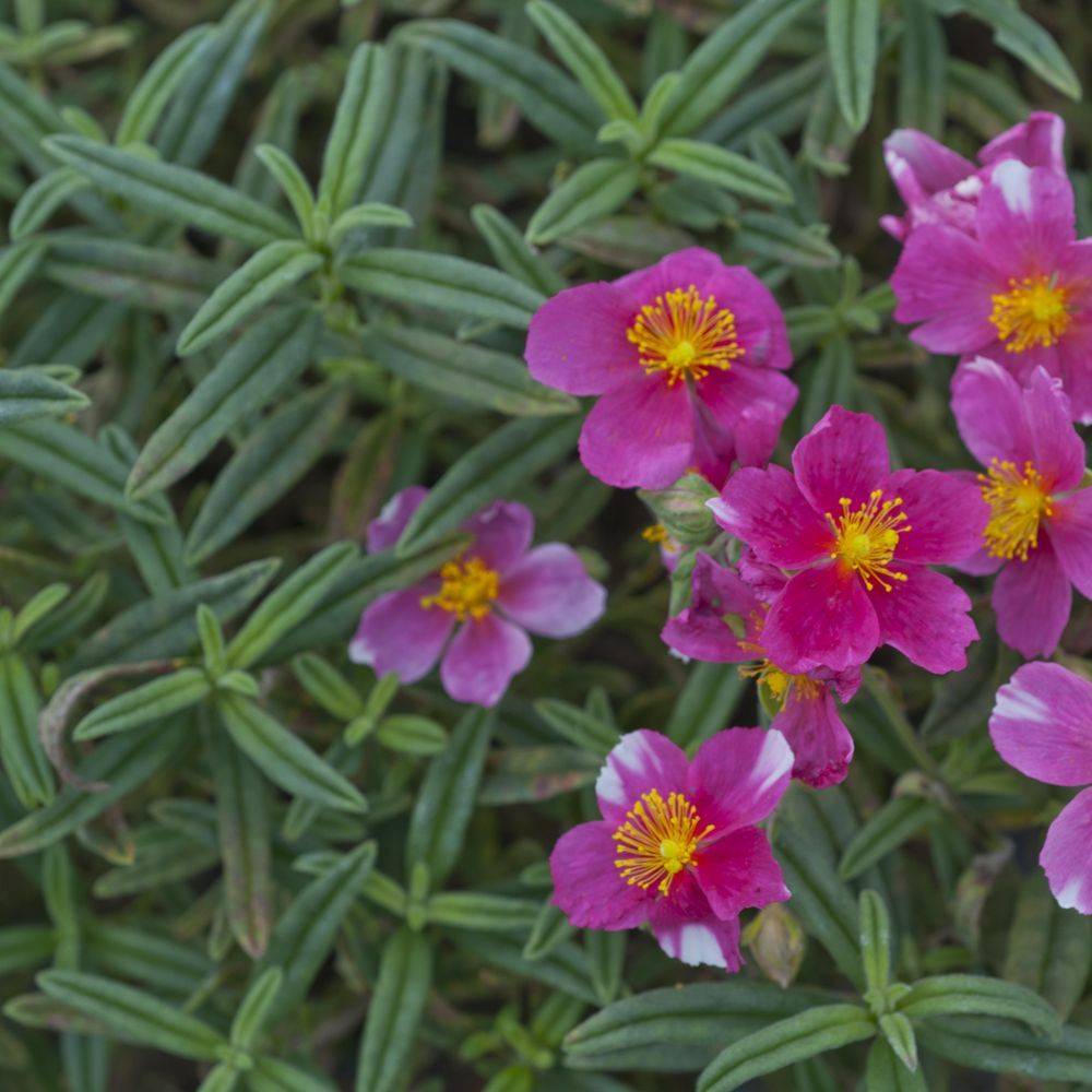 Helianthemum raspberry ripple