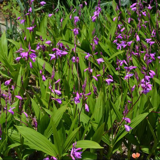 Bletilla striata - Orchidée de jardin - Image 1