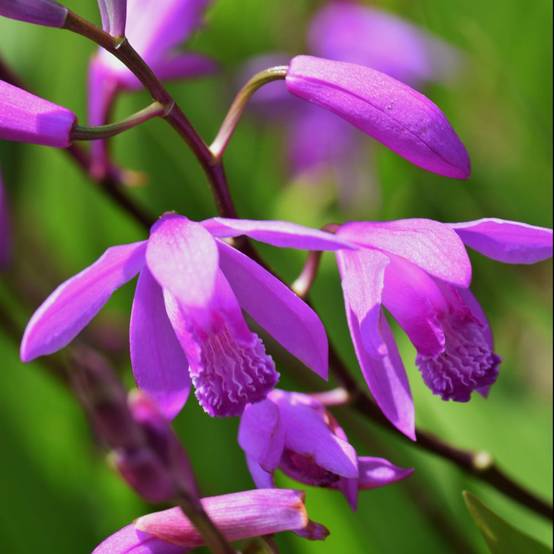 Bletilla striata - Orchidée de jardin - Image 2