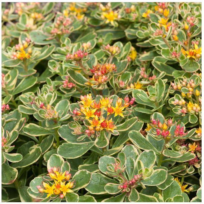 Sedum kamtschaticum variegatum lot de 3 - Image 1