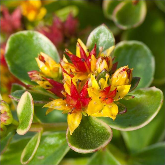 Sedum kamtschaticum variegatum lot de 3 - Image 3