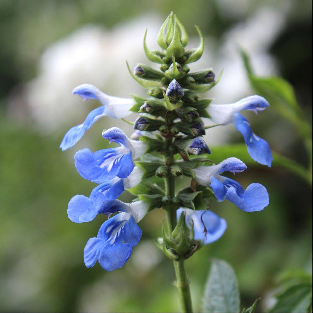 Sauge des marais bleue - Salvia uliginosa lot de 3