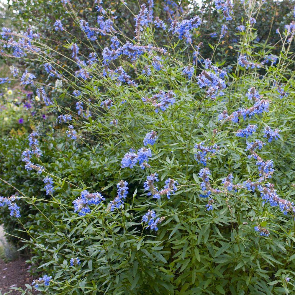 Sauge des marais bleue - Salvia uliginosa lot de 3 - Image 2