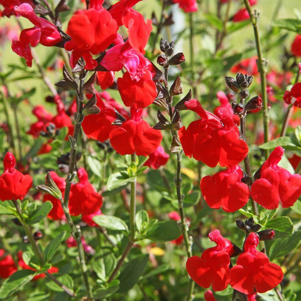 Sauge grahamii rouge - Image 3
