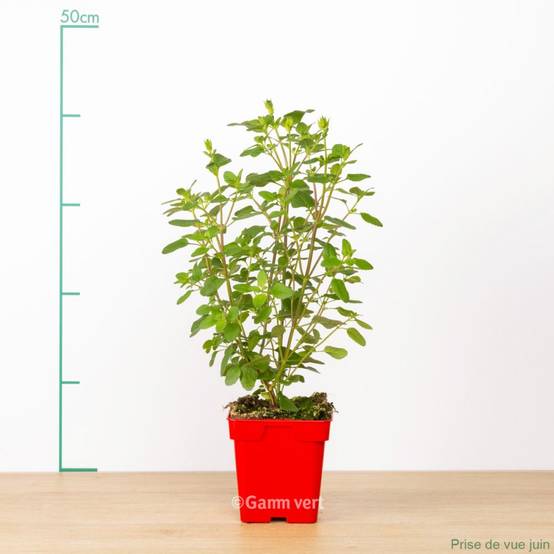 Sauge grahamii rouge - Image 1