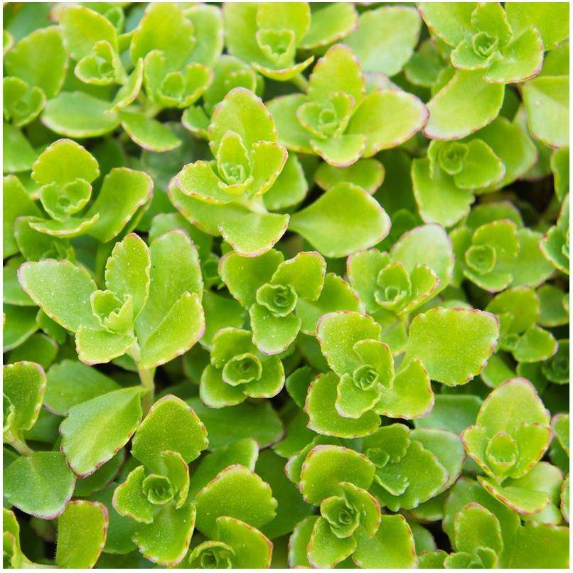 Sedum spurium album superbum lot de 3 - Image 2