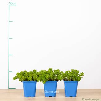 Sedum spurium album superbum lot de 3