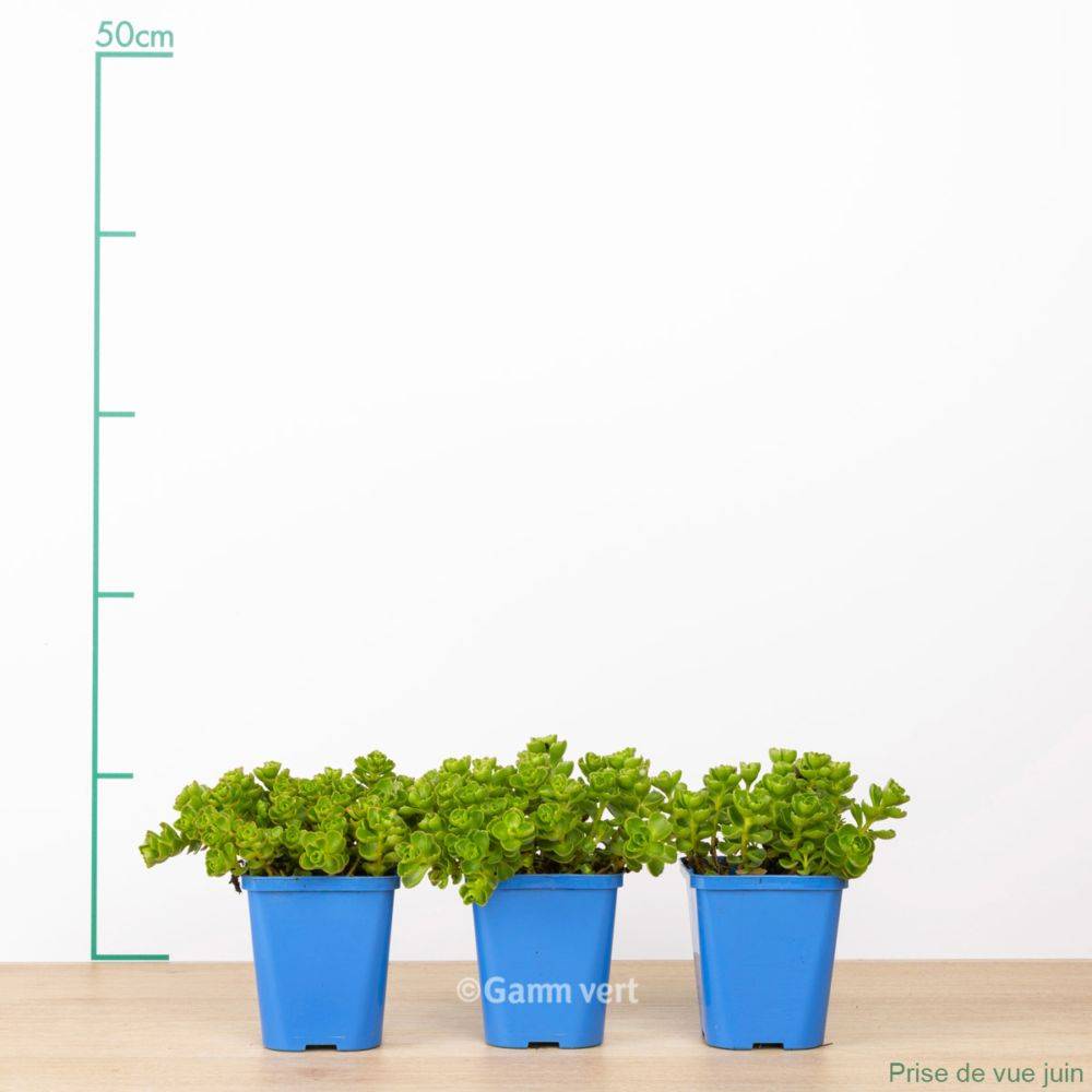 Sedum spurium album superbum lot de 3