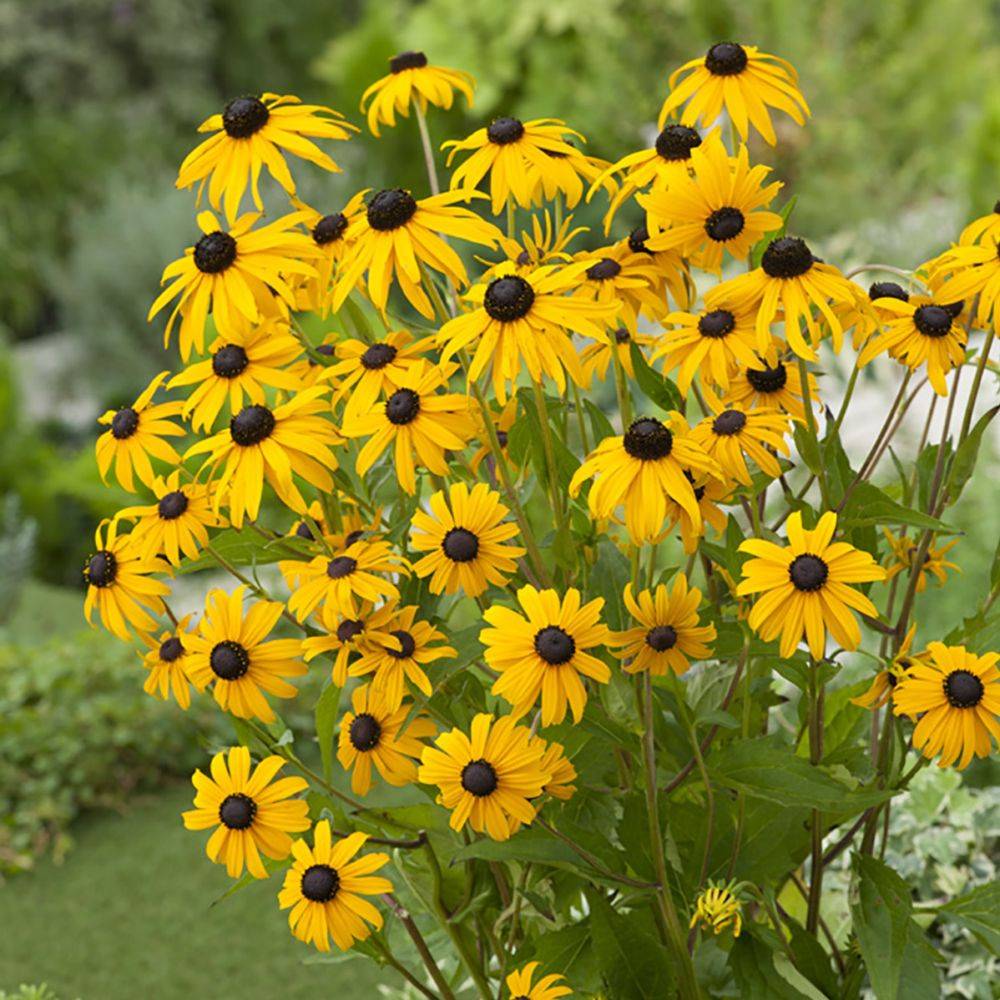 Rudbeckia vivace 'Goldsturm' - Image 4