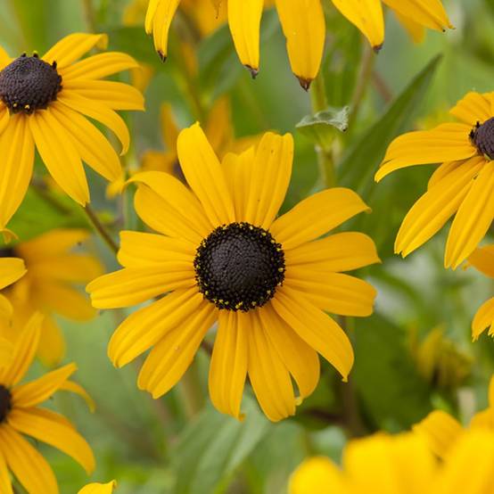 Rudbeckia Goldsturm lot de 3 - Image 2