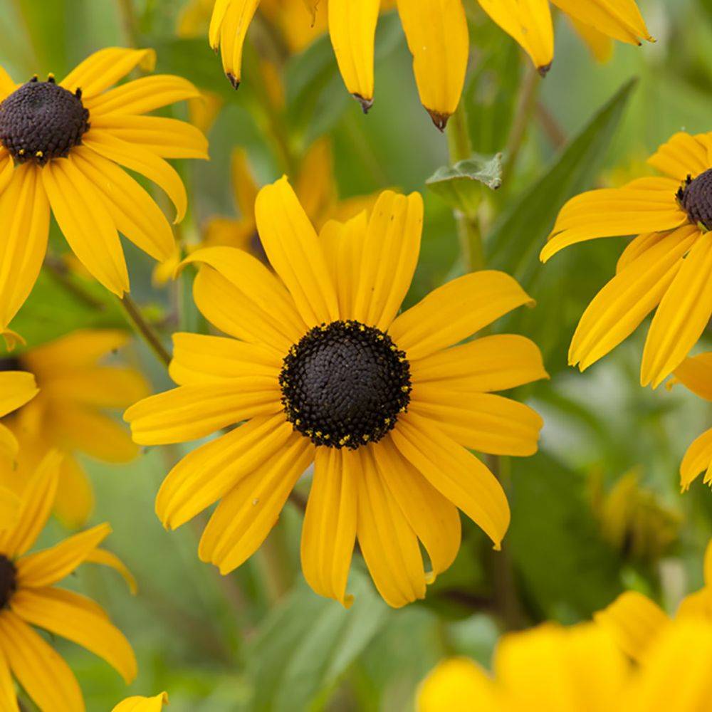 Rudbeckia Goldsturm lot de 3 - Image 2