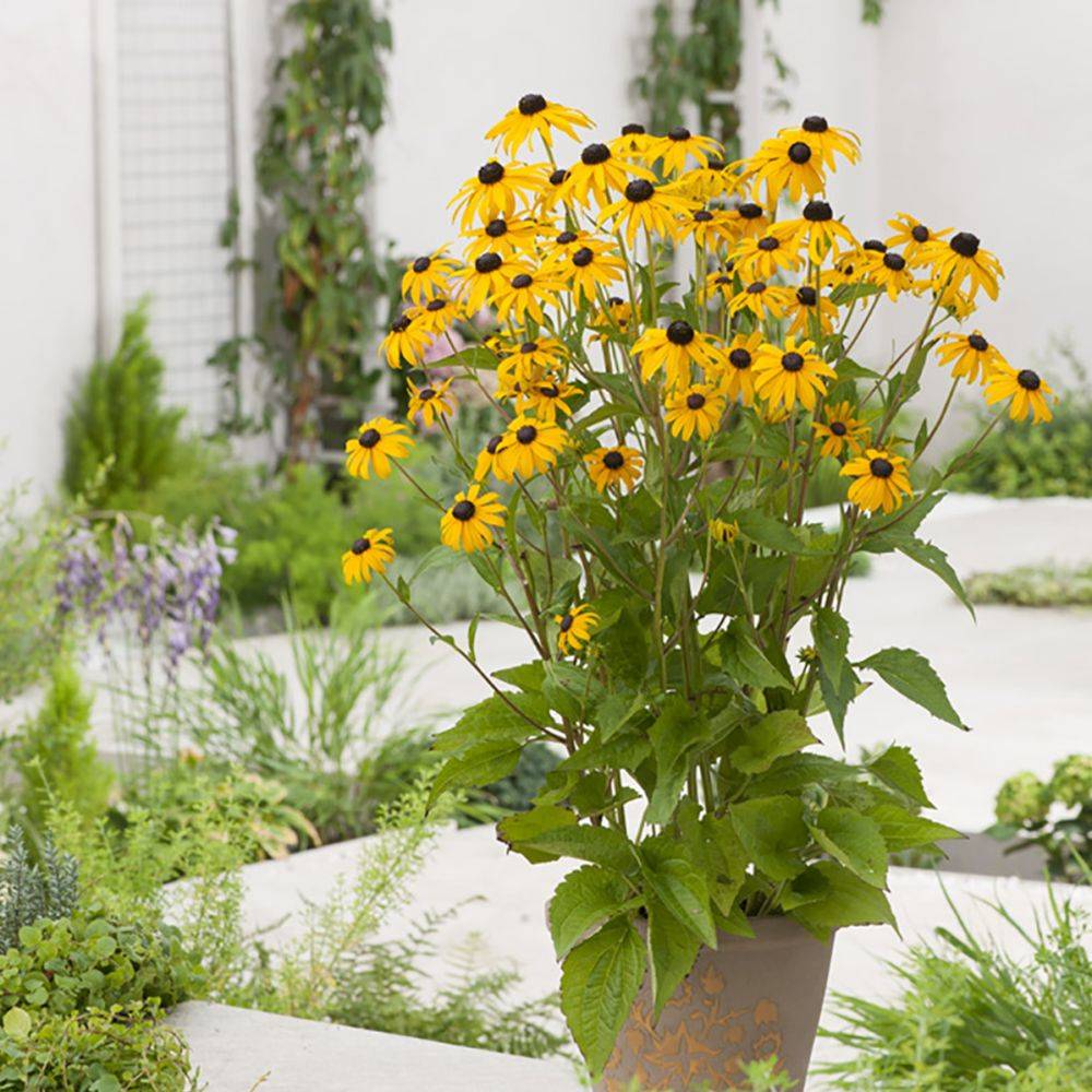 Rudbeckia Goldsturm lot de 3 - Image 1