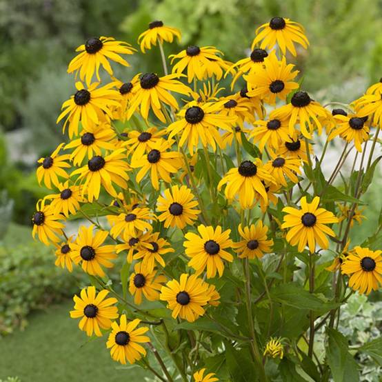 Rudbeckia Goldsturm lot de 3 - Image 4