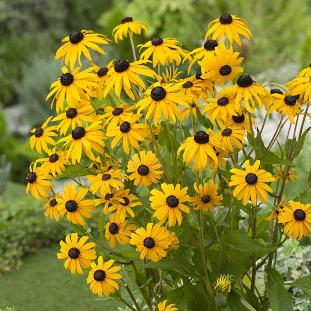 Rudbeckia Goldsturm lot de 3 - Image 4