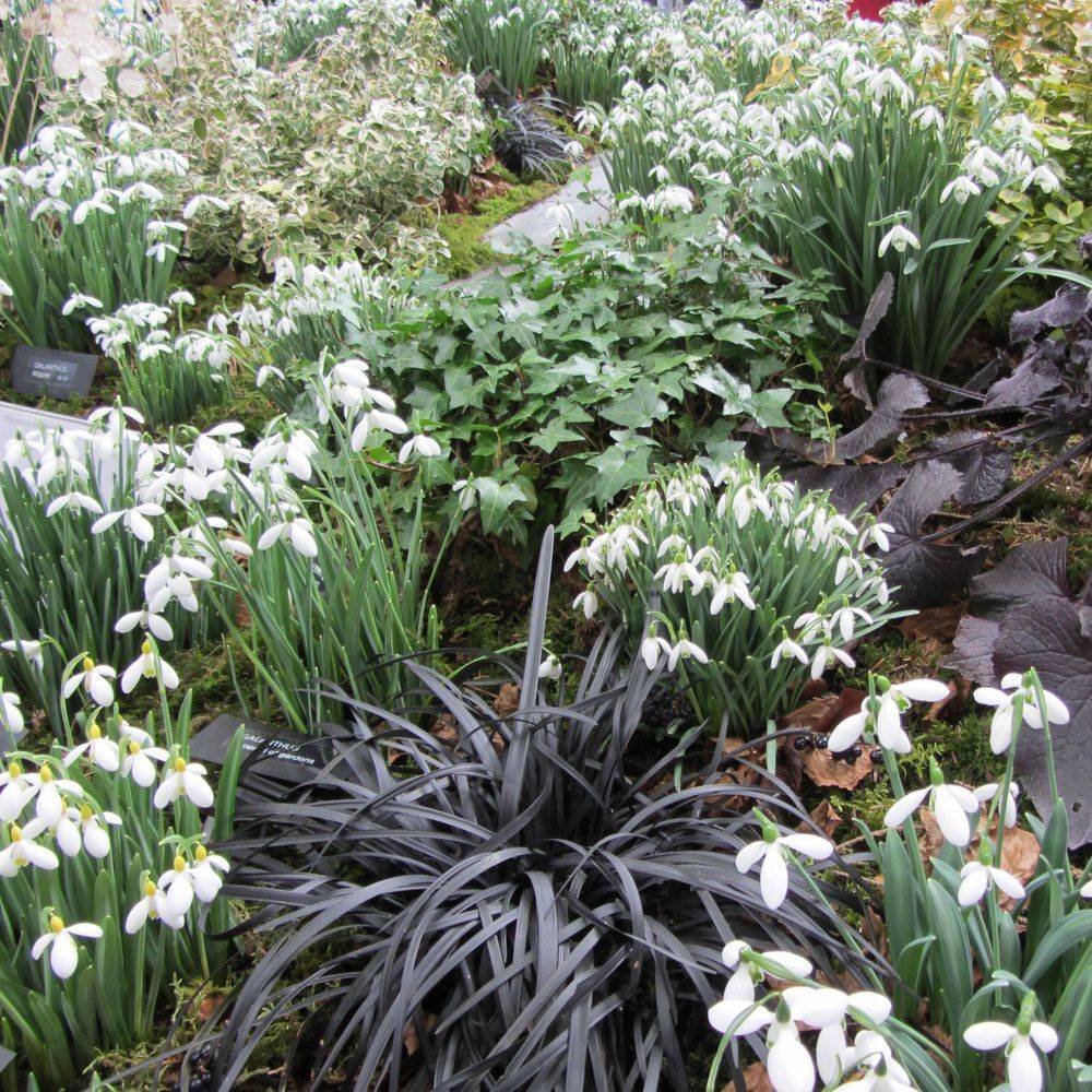 Ophiopogon noir - Image 3