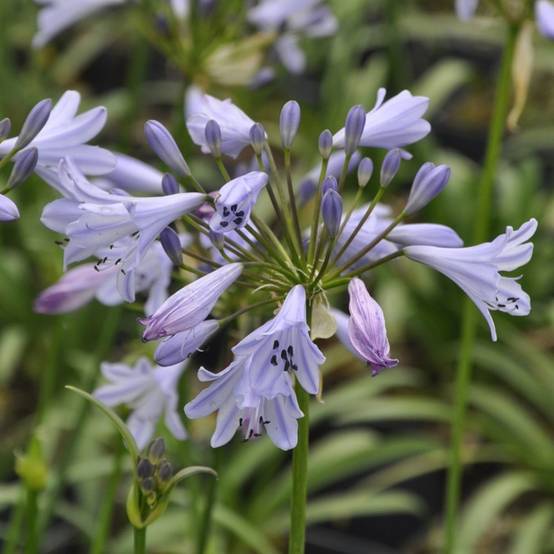 Agapanthe 'Streamline'