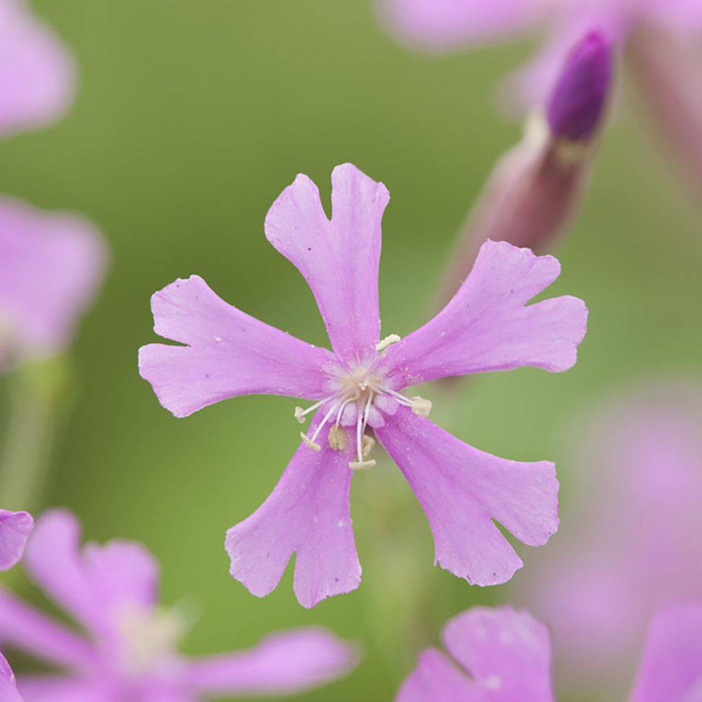 Silene schafta - Image 4