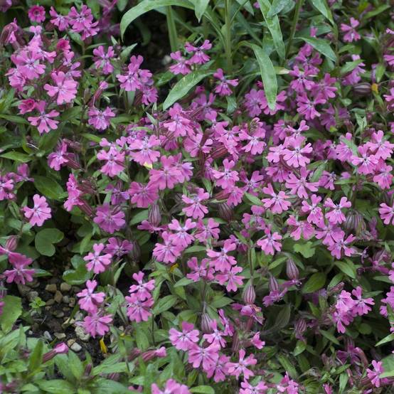 Silene schafta - Image 2