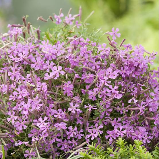Silene schafta - Image 3