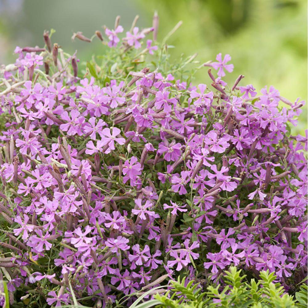 Silene schafta - Image 3