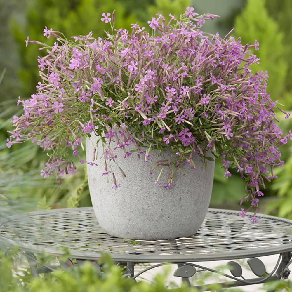 Silene schafta - Image 1