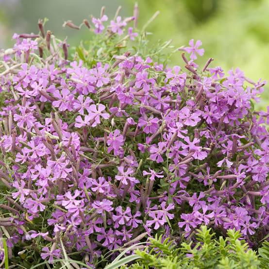 Silene schafta - Image 4