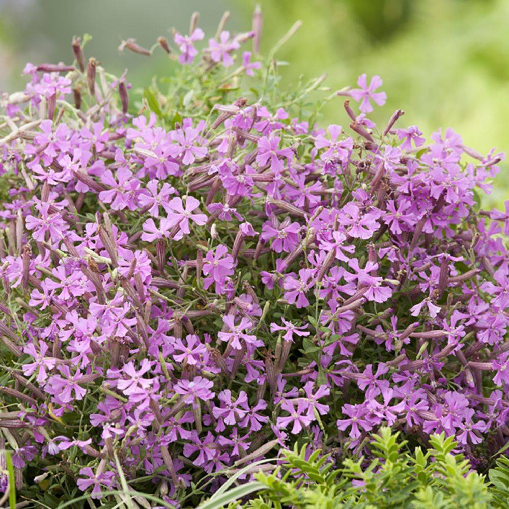 Silene schafta - Image 4