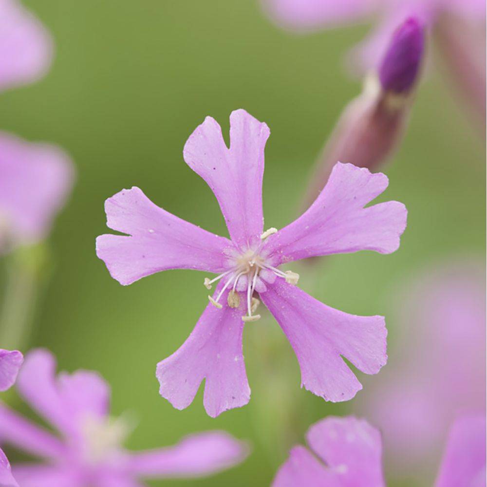 Silene schafta - Image 1