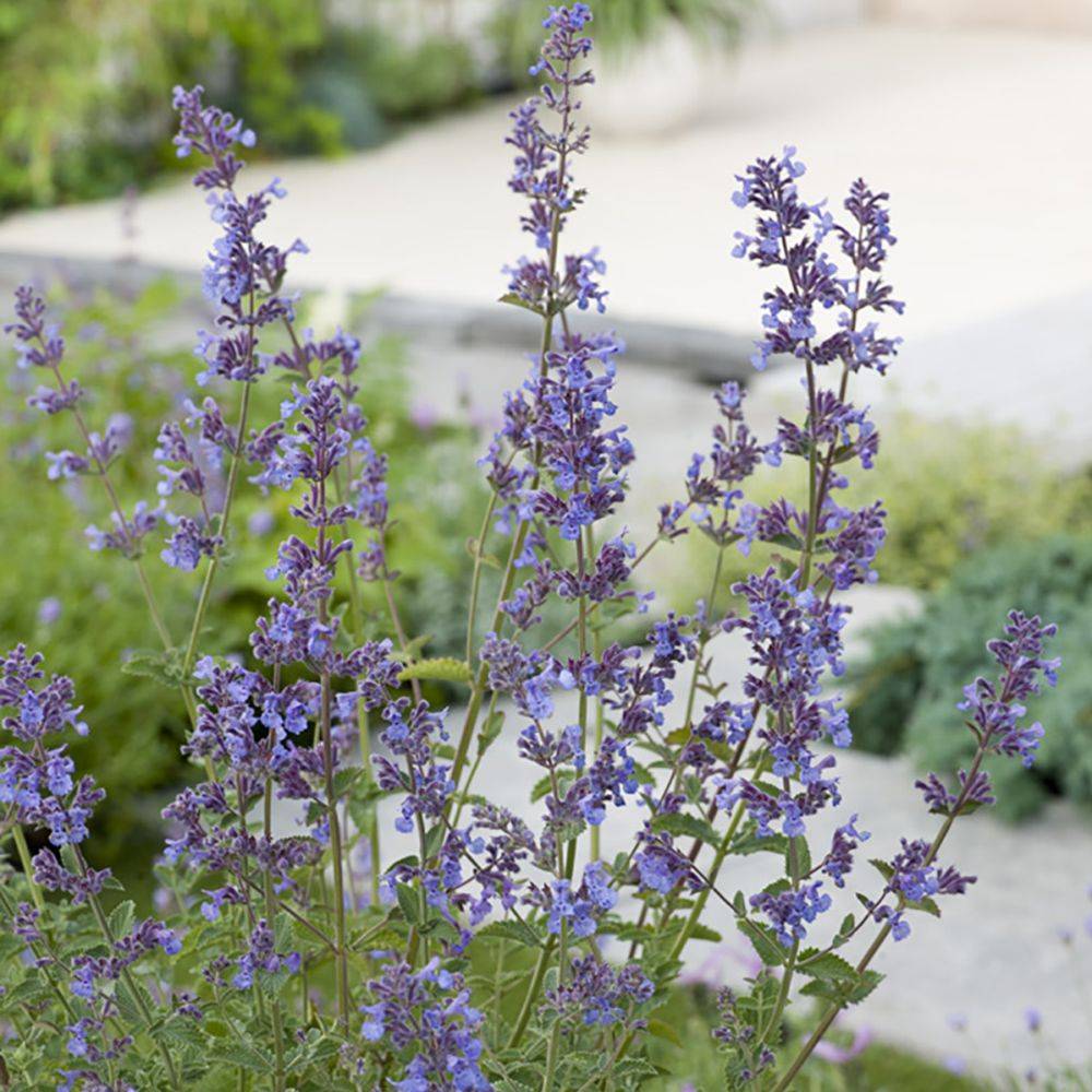 Nepeta - Herbe aux chats Six Hills Giant lot de 3 - Image 5