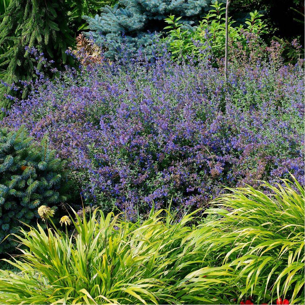 Nepeta - Herbe aux chats Six Hills Giant lot de 3 - Image 1