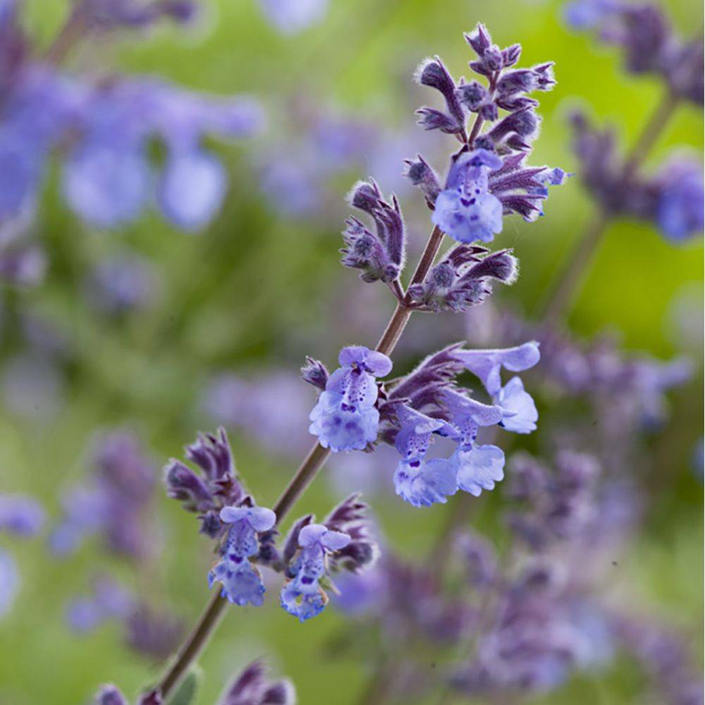 Nepeta - Herbe aux chats Six Hills Giant lot de 3 - Image 6