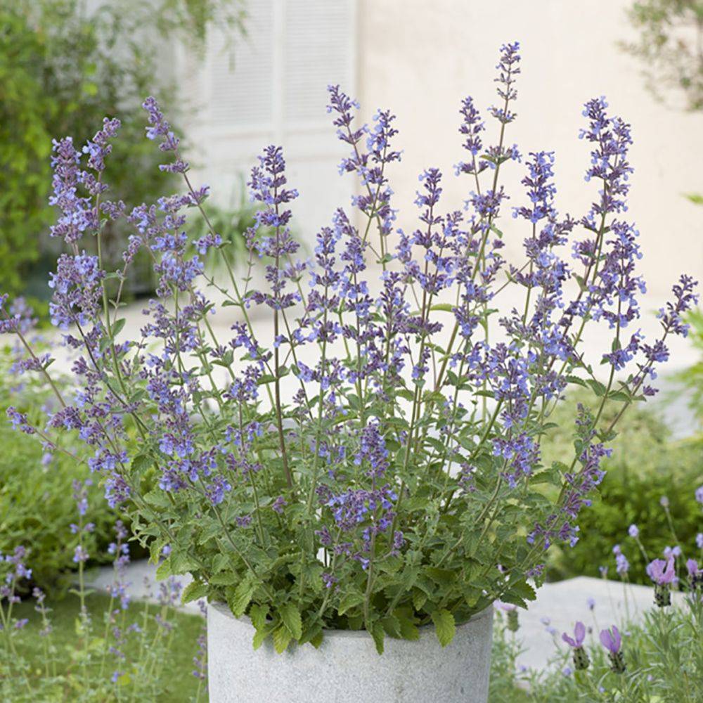 Nepeta - Herbe aux chats Six Hills Giant lot de 3 - Image 2