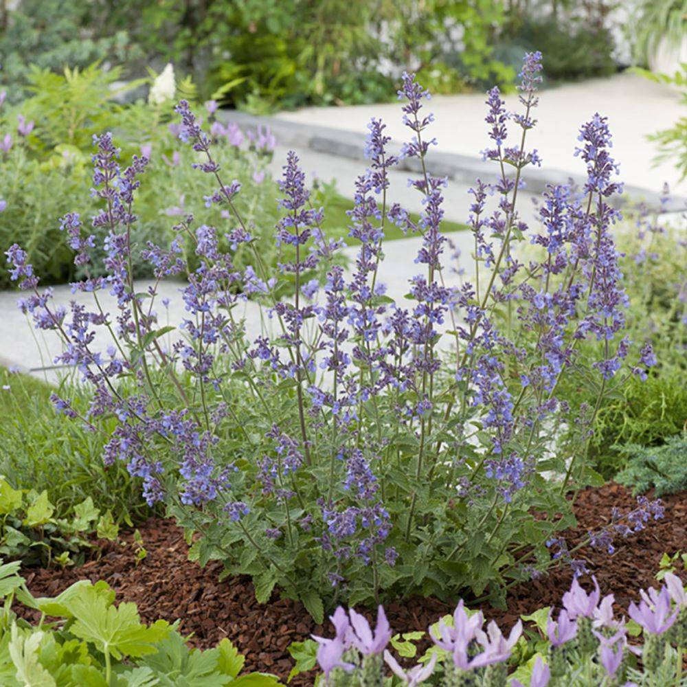 Nepeta - Herbe aux chats Six Hills Giant lot de 3 - Image 7
