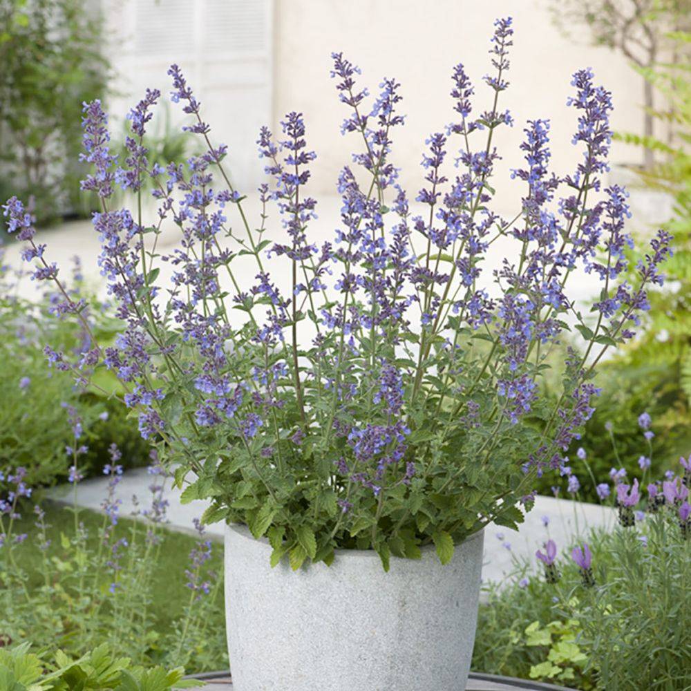 Nepeta - Herbe aux chats Six Hills Giant lot de 3 - Image 3