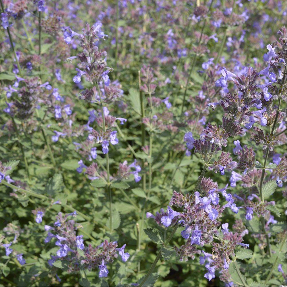Nepeta - Herbe aux chats Six Hills Giant lot de 3 - Image 4