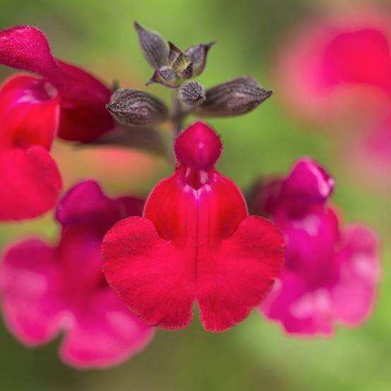 Sauge lemmonii - Salvia