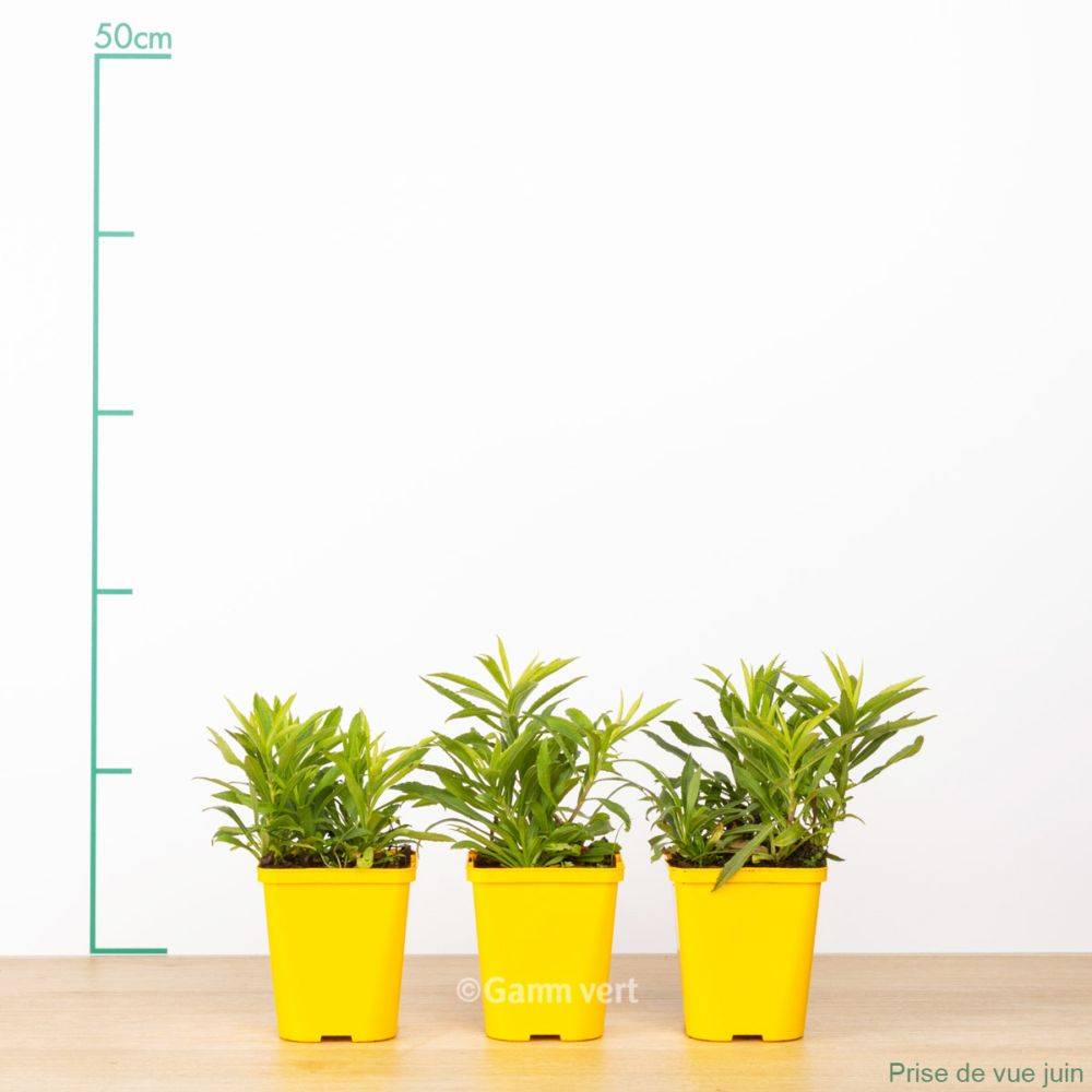 Verge d'or naine 'Golden Dwarf' lot de 3 - Image 2