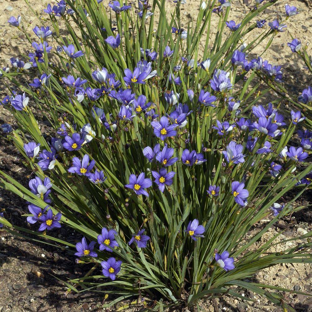 Sisyrinchium montanum lot de 3