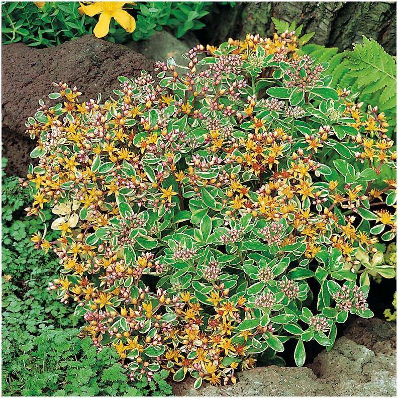 Sedum kamtschaticum variegatum - Image 2