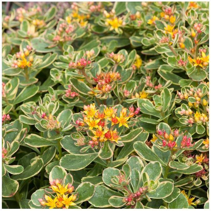 Sedum kamtschaticum variegatum - Image 3
