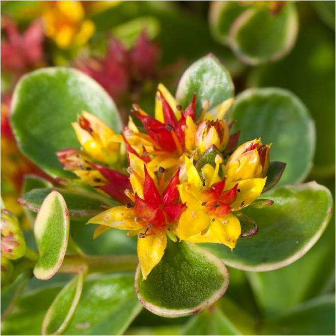 Sedum kamtschaticum variegatum - Image 1