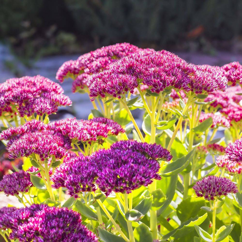 Sedum spectabile carl - Image 1